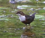 Roodbuikwaterspreeuw - White-throated Dipper