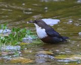 Roodbuikwaterspreeuw - White-throated Dipper