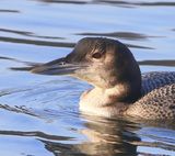 IJsduiker - Great Northern Loon