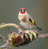 Putter - European Goldfinch