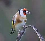 Putter - European Goldfinch