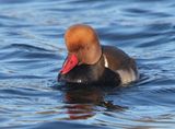 Krooneend - Red-crested Pochard