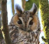 Ransuil - Long-eared Owl