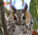 Ransuil - Long-eared Owl