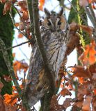 Ransuil - Long-eared Owl