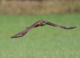 Blauwe Kiekendief - Hen Harrier