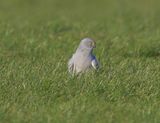 Blauwe Kiekendief - Hen Harrier
