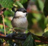 Glanskop - Marsh Tit