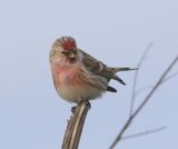 Grote Barmsijs - Mealy Redpoll