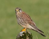 Torenvalk - Common Kestrel