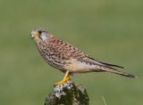 Torenvalk - Common Kestrel