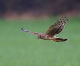 Blauwe Kiekendief - Hen Harrier