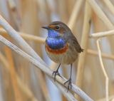 Blauwborst - Bluethroat