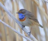 Blauwborst - Bluethroat