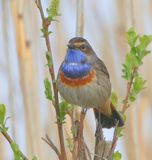 Blauwborst - Bluethroat