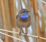 Blauwborst - Bluethroat