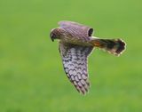 Blauwe Kiekendief - Hen Harrier
