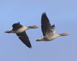 Grauwe Ganzen - Greylag Geese