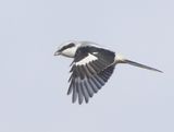 Klapekster - Great Grey Shrike