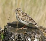 Boomleeuwerik - Wood Lark
