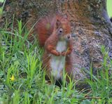 Eekhoorn - Squirrel