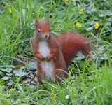 Eekhoorn - Squirrel