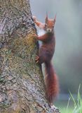Eekhoorn - Squirrel