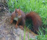 Eekhoorn - Squirrel