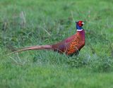 Fazant - Common Pheasant
