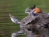 Futen - Great Crested Grebes