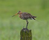 Grutto - Black-tailed Godwit