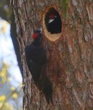 Zwarte Spechten - Black Woodpeckers