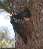 Zwarte Spechten - Black Woodpeckers