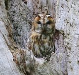 Bosuil - Tawny Owl