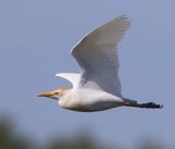 Koereiger - Cattle Egret