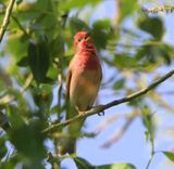 Roodmus - Common Rosefinch