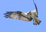 Visarend - Osprey