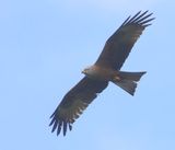 Zwarte Wouw - Black Kite