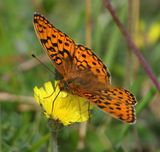 Duinparelmoervlinder - Niobe Fritillary