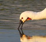 Lepelaar - Eurasian Spoonbill