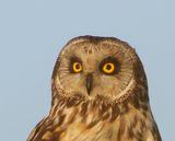Velduil - Short-eared Owl