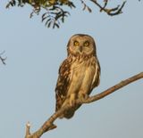 Velduil - Short-eared Owl