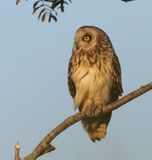 Velduil - Short-eared Owl