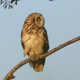 Velduil - Short-eared Owl