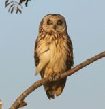 Velduil - Short-eared Owl