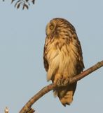Velduil - Short-eared Owl