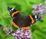 Atalanta - Red Admiral