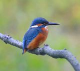 IJsvogel - Common Kingfisher