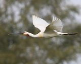 Lepelaar - Eurasian Spoonbill