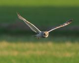 Velduil - Short-eared Owl